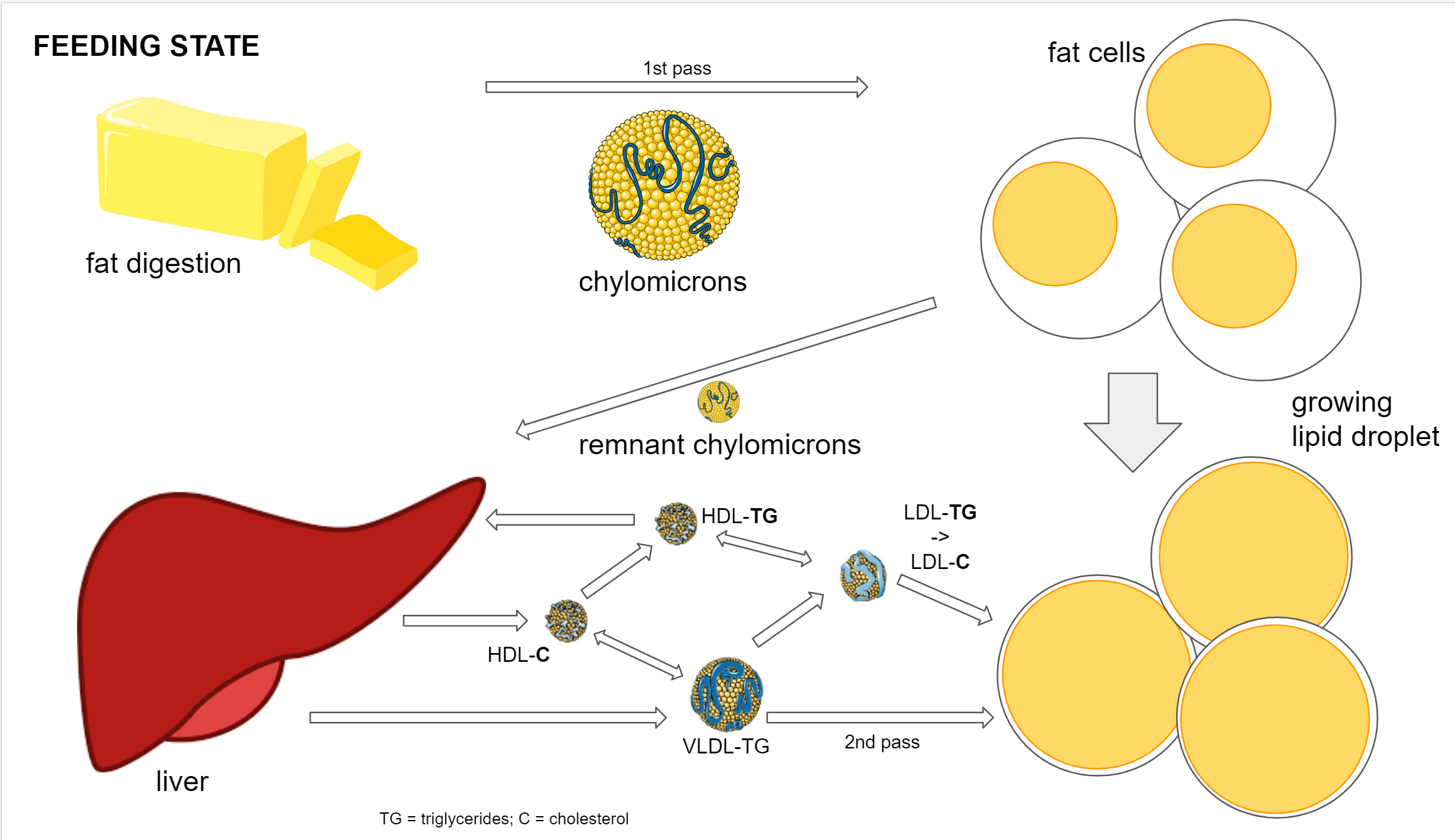 what are c&e simple lipid storage droplets: a cellular organelle vital in cancer cells The fat storage system 